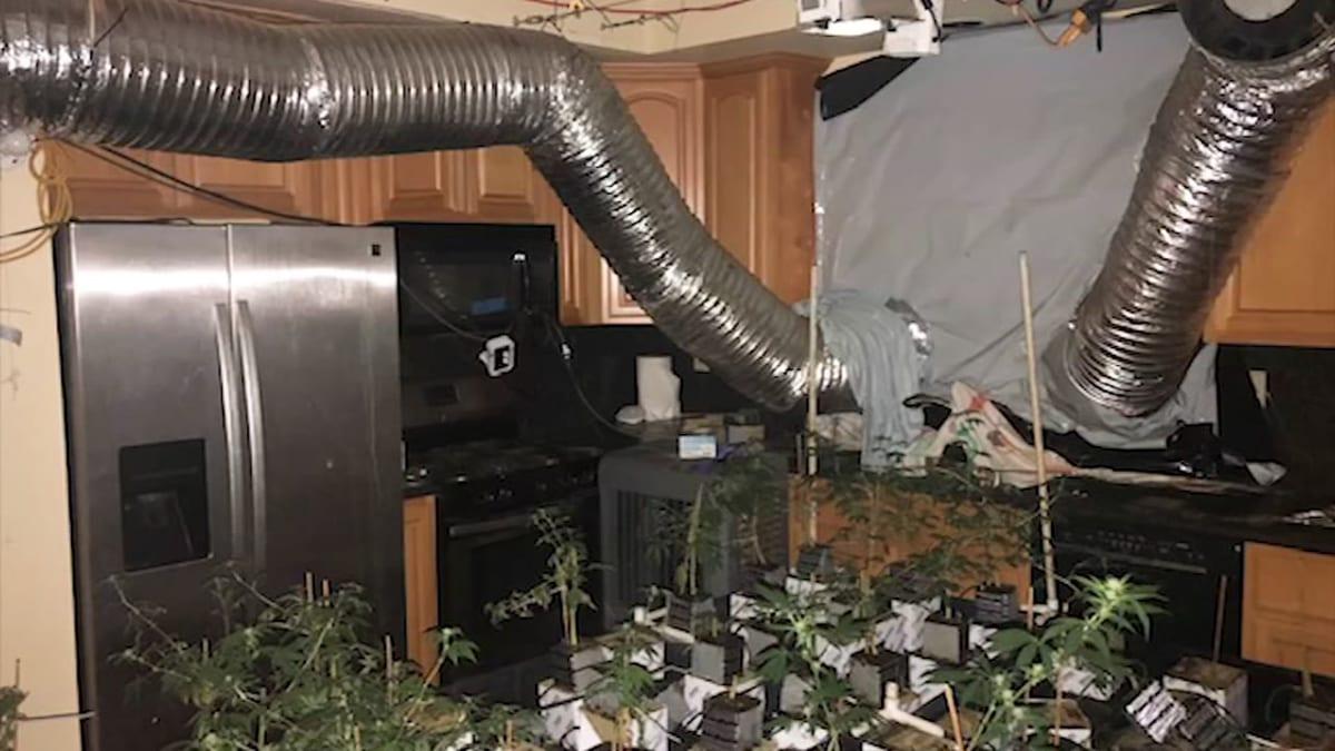 Indoor cannabis grow operation with ducting run through a residential kitchen